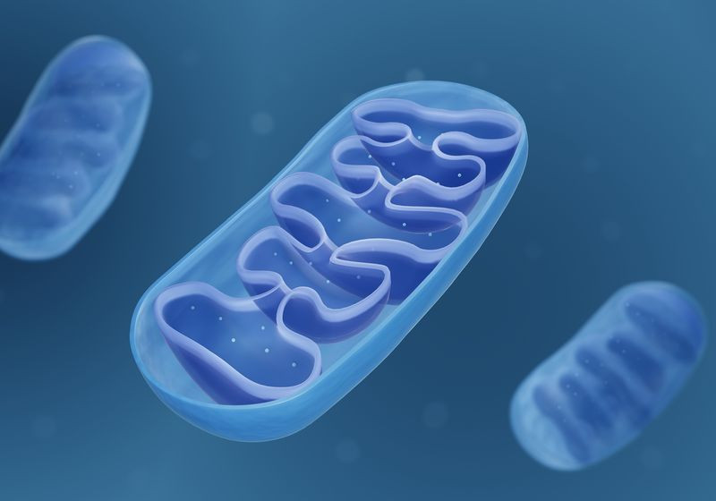 Article 12 23 Mitochondria M